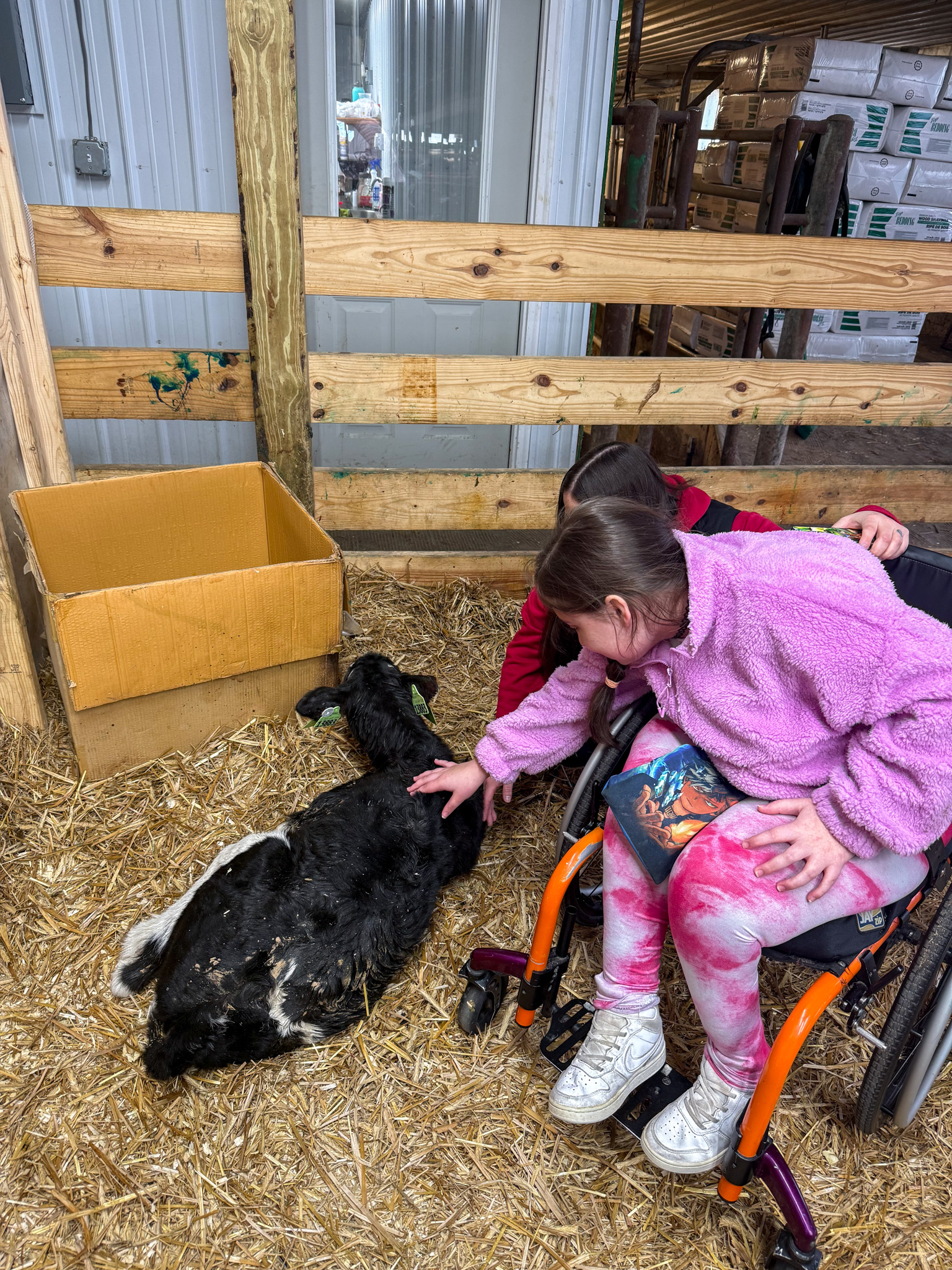 Petting a newborn calf